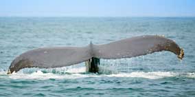 Go Whale Watching in Puerto Vallarta